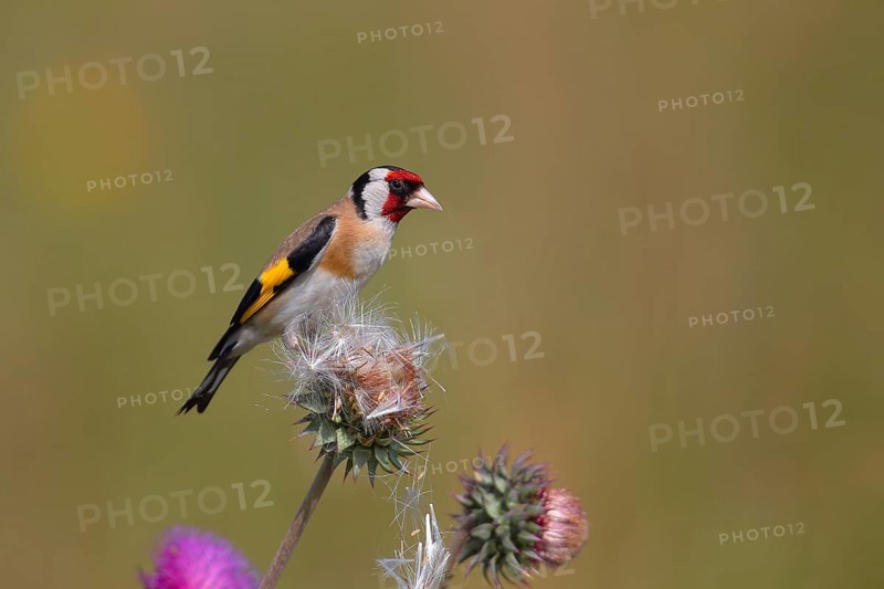 European goldfinch (Carduelis carduelis) sitting on a thistle (Carduus nutans)