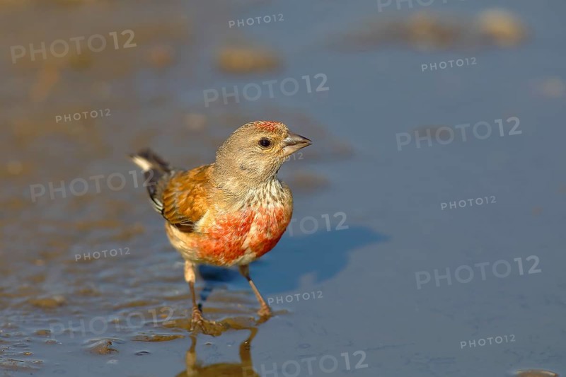 Linnet (Linaria cannabina)