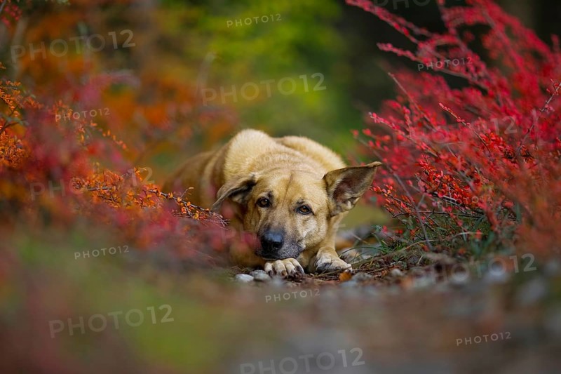 Mongrel dog