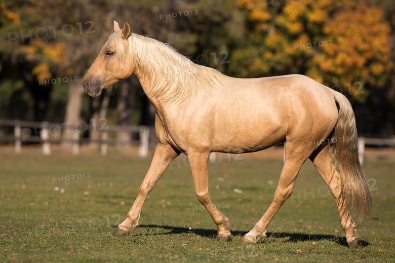 Isabell young stallion trots over paddock in autumn