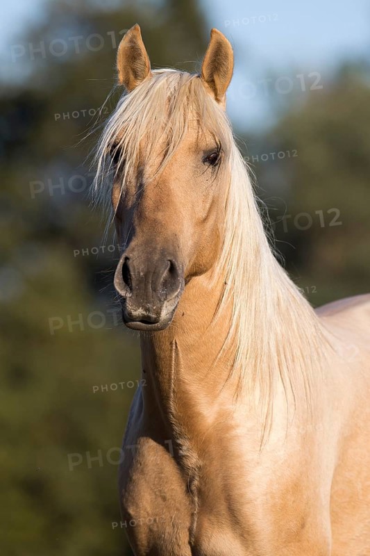 Portrait Iberian young stallion in Isabell color in autumn