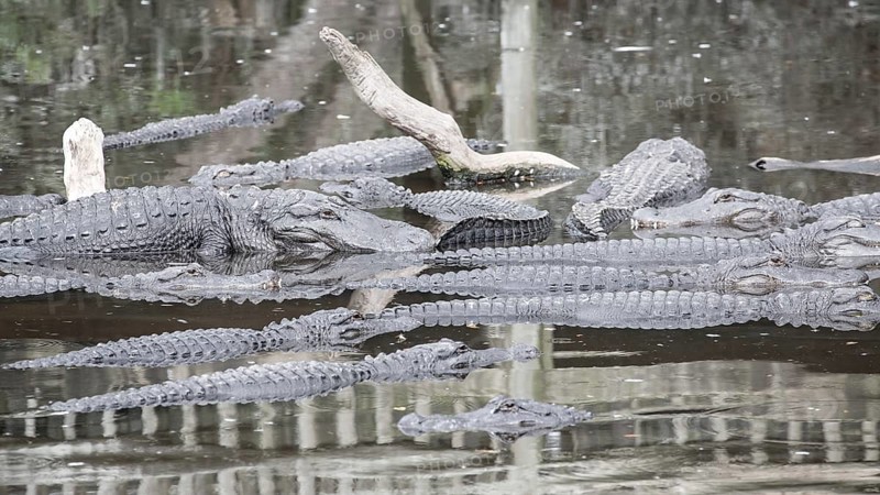 American crocodiles (Crocodylus acutus) lie in water