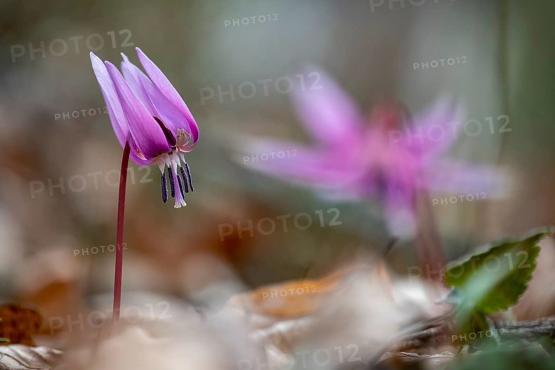 Dog's tooth violetlilies (Erythronium dens-canis)