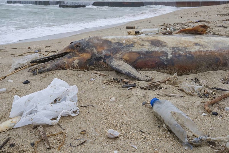 Dead Dolphin washed up on the sandy beach is surrounded by plastic garbage