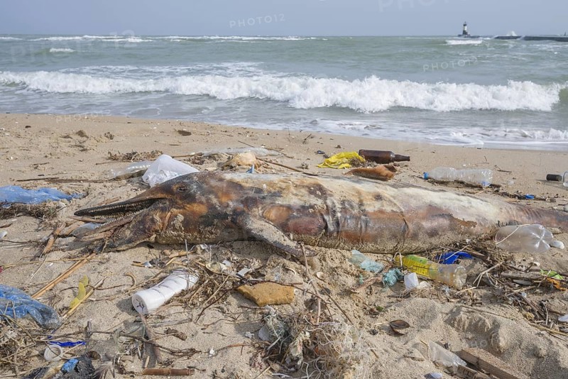 Dead Dolphin washed up on the sandy beach is surrounded by plastic garbage