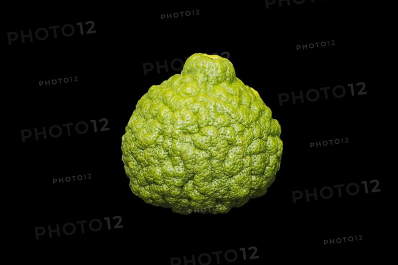 Kaffir lime (Citrus hystrix)
