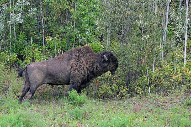 North American Wood bison (Bison bison athabascae)