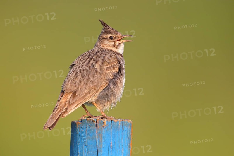 Crested lark (Galerida cristata) sitting on blue post