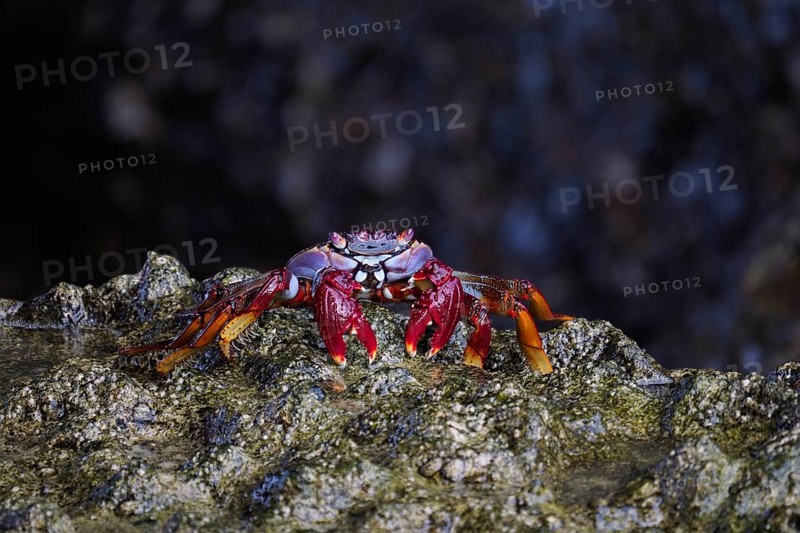 Stone crab (Grapsus adscensionis) sitting on rock