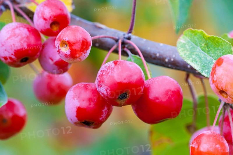 Red Sentinel' decorative apple Baden-Wuerttemberg