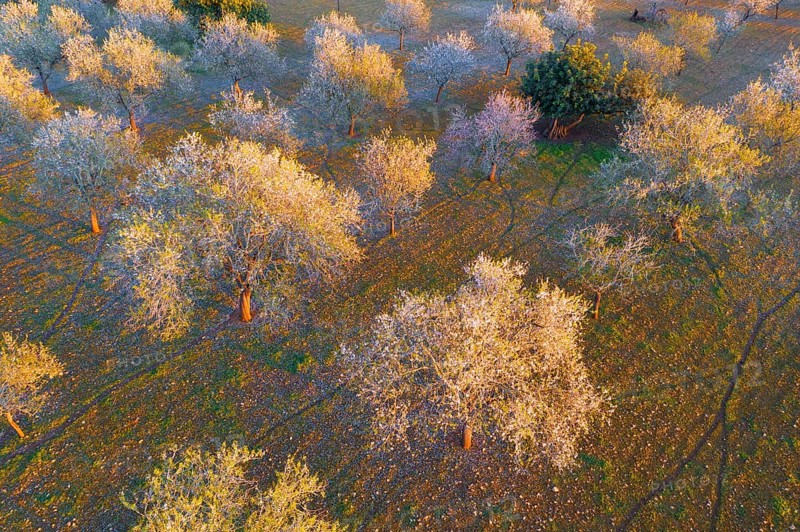 Almond blossom