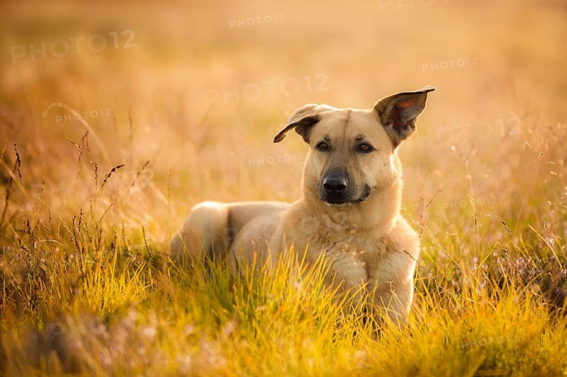 Mongrel dog