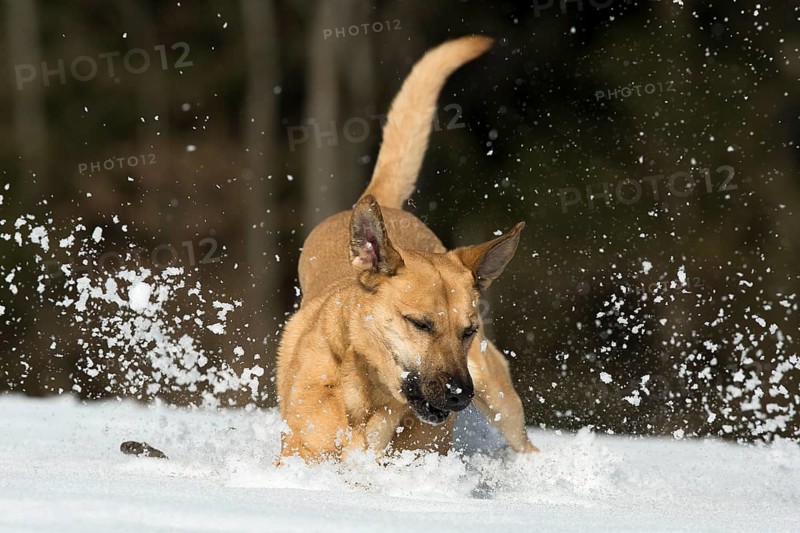 Mixed breed dog