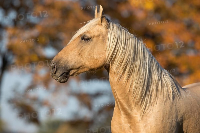 Portrait Iberian young stallion in Isabell color in autumn