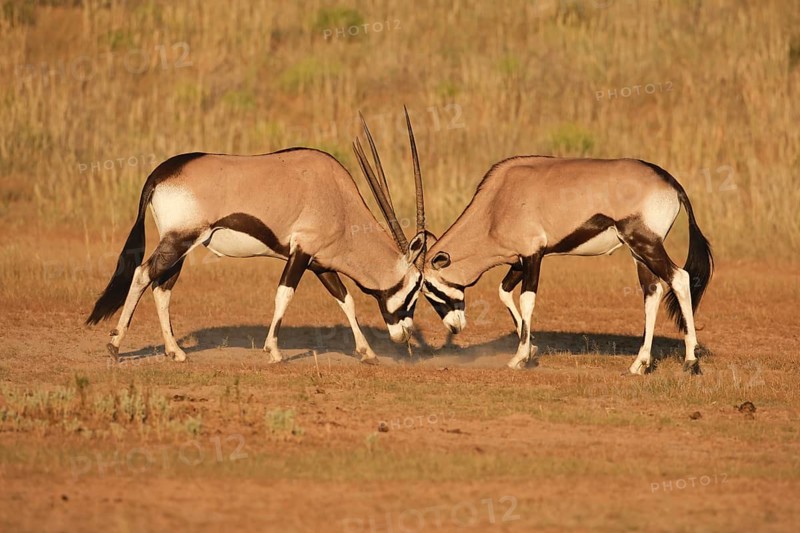 Spitbuck Oryx Antelope (Oryx gazella)