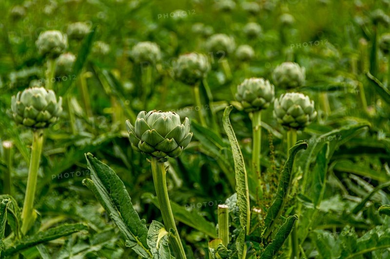 Field of artichokes