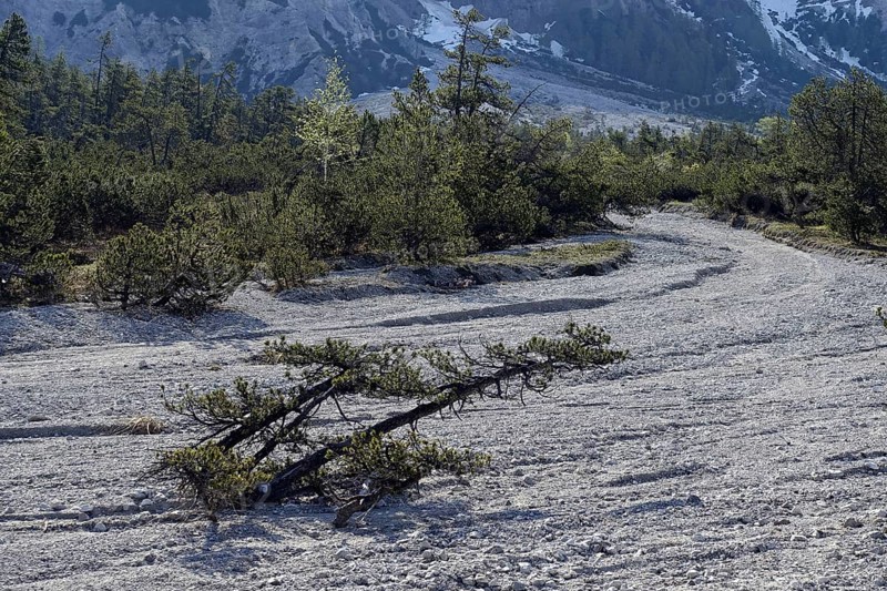 Mountain pine (Pinus mugo)