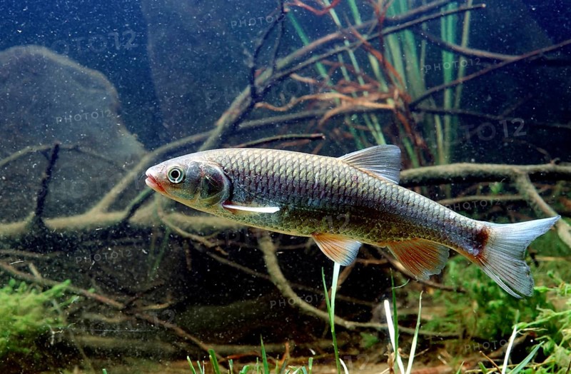 European Chub (Leuciscus cephalus)