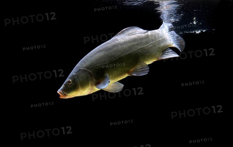 Tench or doctor fish (Tinca tinca)