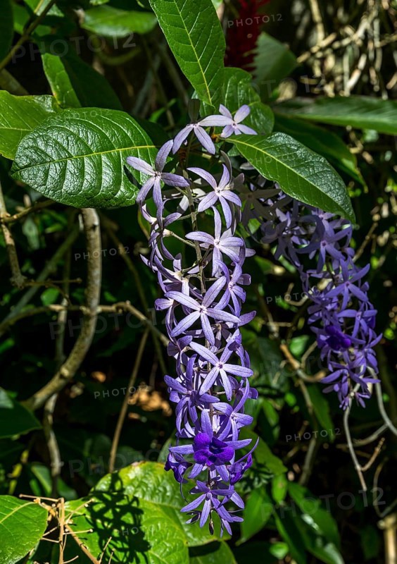 Petrea Volubilis flowers