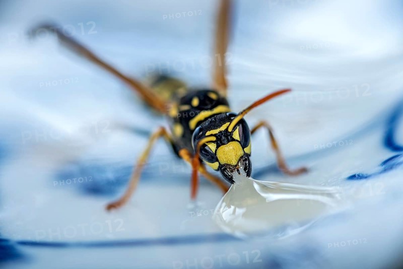 German wasp (Vespula germanica) eats at a drop of honey on a plate