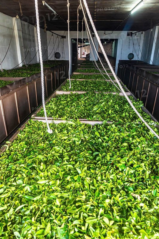 Conveyor belt in the tea museum Cha Gorreana