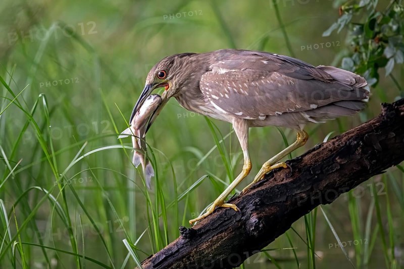 Black-crowned night heron (Nycticorax nycticorax) Young bird