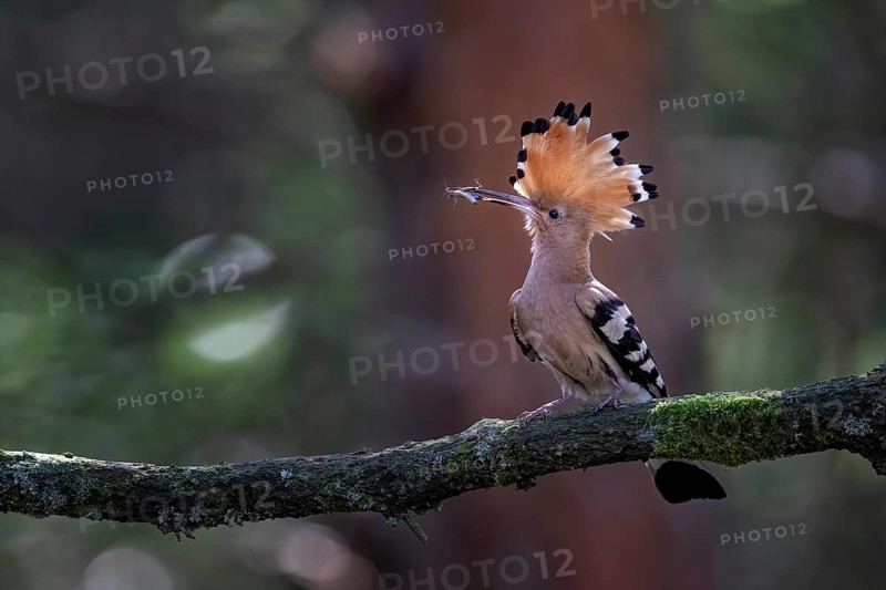 Hoopoe (Upupa epops) with Blue-winged Grasshopper (Oedipoda caerulescens)