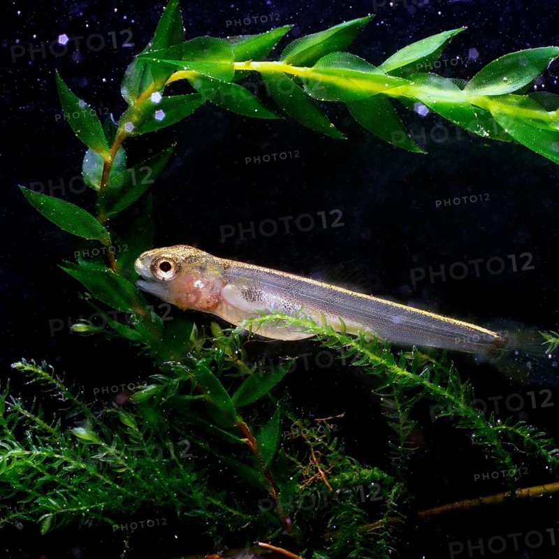 Brown trout (Salmo trutta fario)