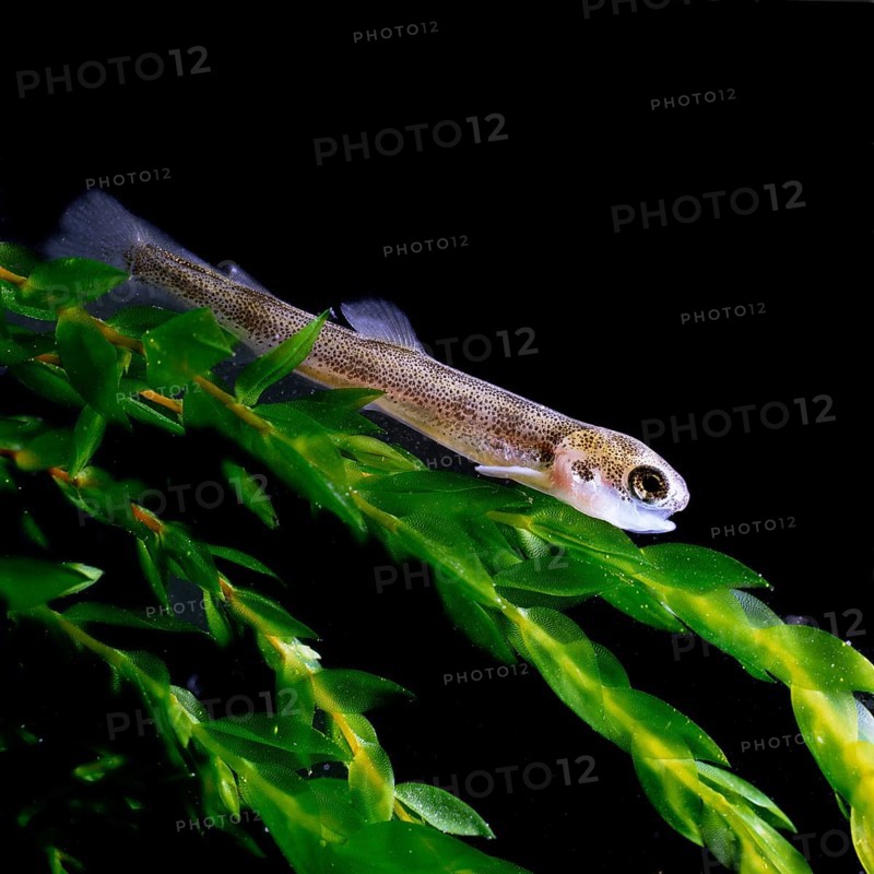 Brown trout (Salmo trutta fario)