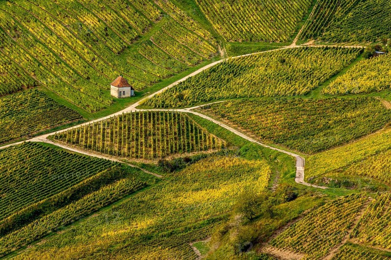 Vineyards of Chateau-Chalon village