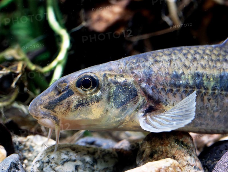 Gudgeon (Gobio gobio)