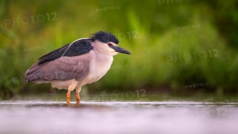 Black-crowned night heron (Nycticorax nycticorax) Altvogel