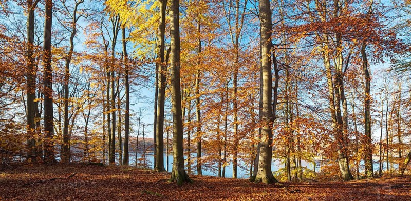 Untouched beech forest in autumn
