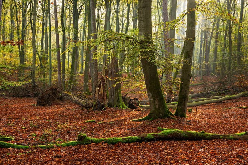 Untouched beech forest in autumn