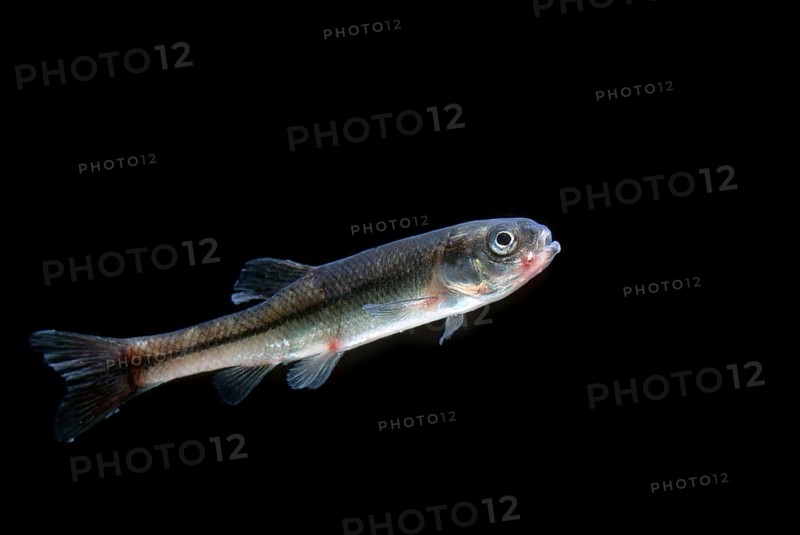Fathead minnow