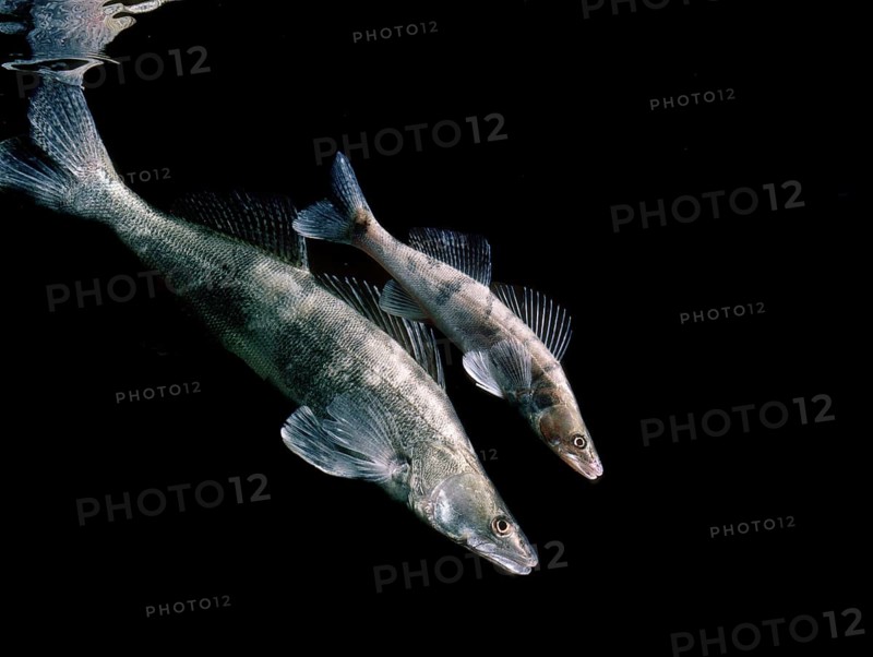 Zander