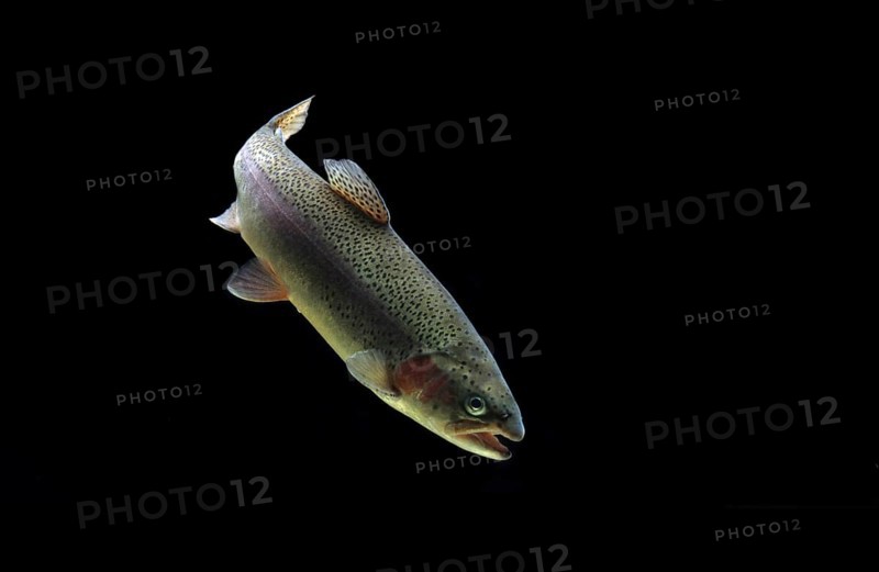 Rainbow trout (Salmo gairdneri)