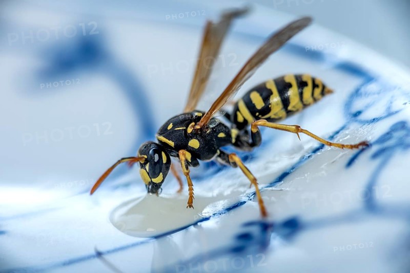 German wasp (Vespula germanica) eats at a drop of honey on a plate
