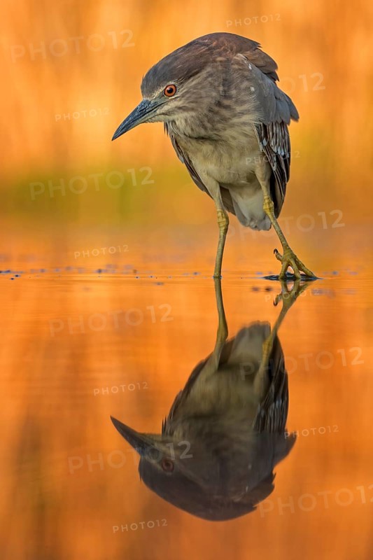 Black-crowned night heron (Nycticorax nycticorax) Young bird at sunset