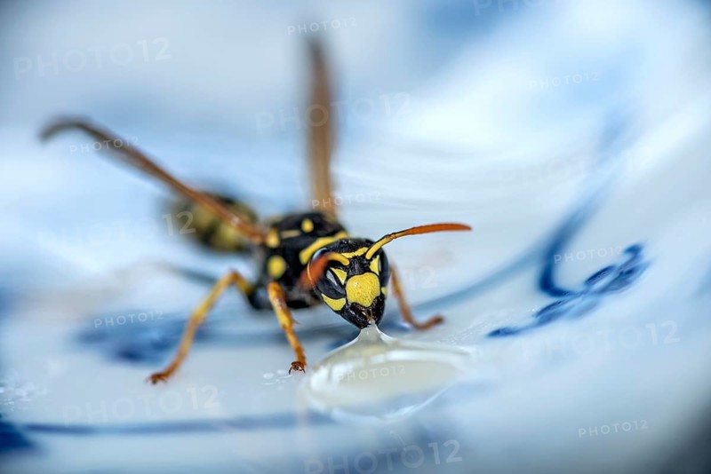 German wasp (Vespula germanica) eats at a drop of honey on a plate