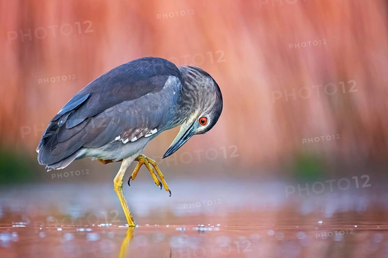 Black-crowned night heron (Nycticorax nycticorax) Young bird at sunset