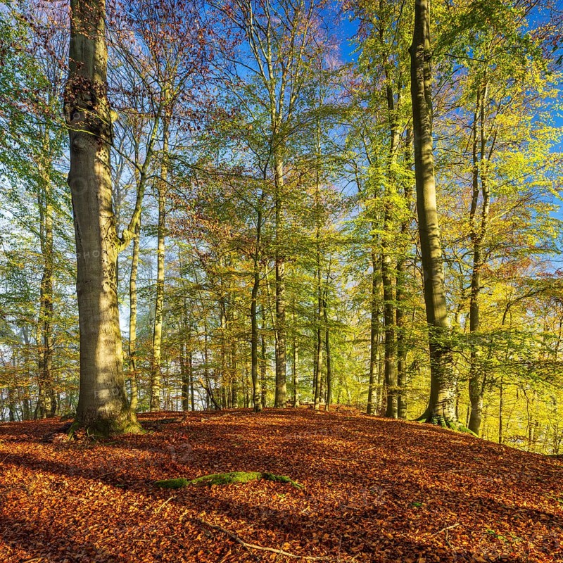 Sunny unspoilt beech forest in autumn