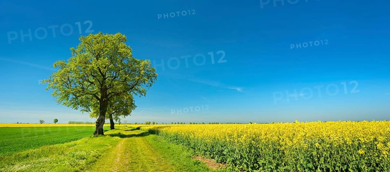 Cultural landscape in spring