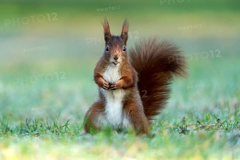 Eurasian red squirrel (Sciurus vulgaris) stands upright