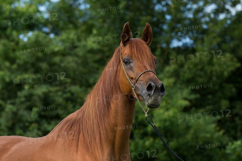 Portrait of a thoroughbred Arabian chestnut mare