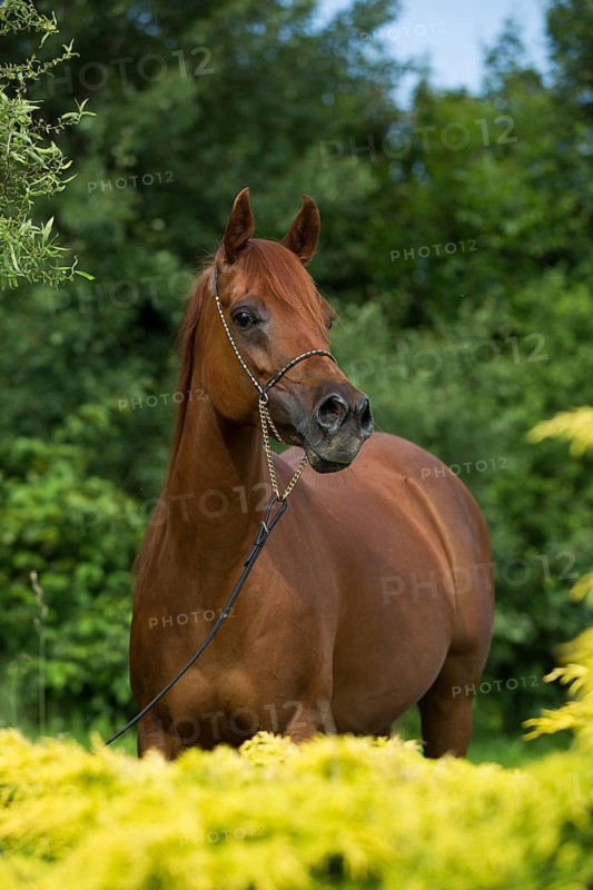 Portrait of a thoroughbred Arabian chestnut mare