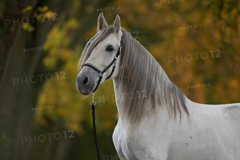 P.R.E. grey stallion portrait in the autumn