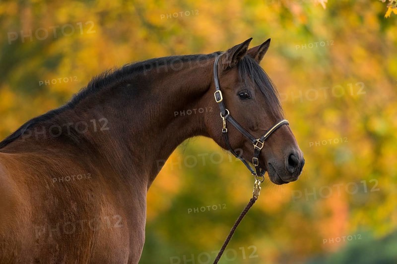 Brown P.R.E. gelding in autumn