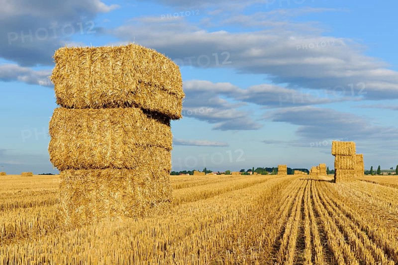 Stubble field with bales of straw in summer
